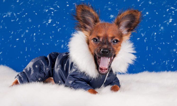 dogs, Winter, Chihuahua, Uniform, Animals HD Wallpaper Desktop Background