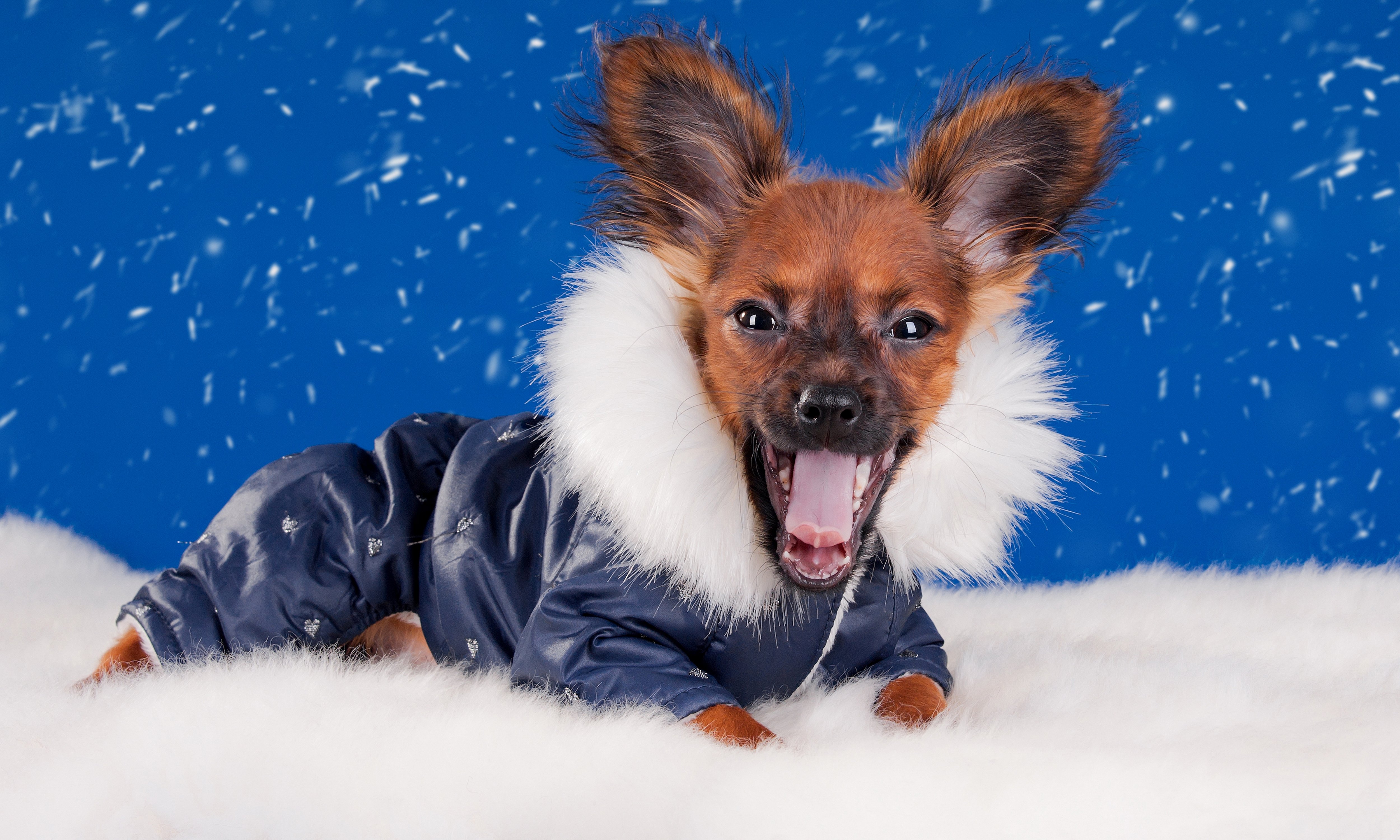 dogs, Winter, Chihuahua, Uniform, Animals Wallpaper