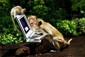 monkey, Cubs, Three, 3, Laptops, Animals
