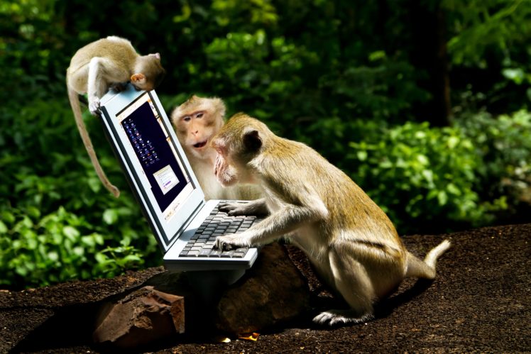 monkey, Cubs, Three, 3, Laptops, Animals HD Wallpaper Desktop Background