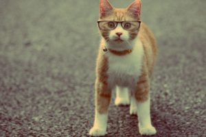 cat, Animal, Red, Collar, Glasses