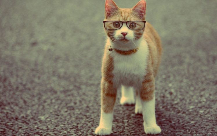 cat, Animal, Red, Collar, Glasses HD Wallpaper Desktop Background