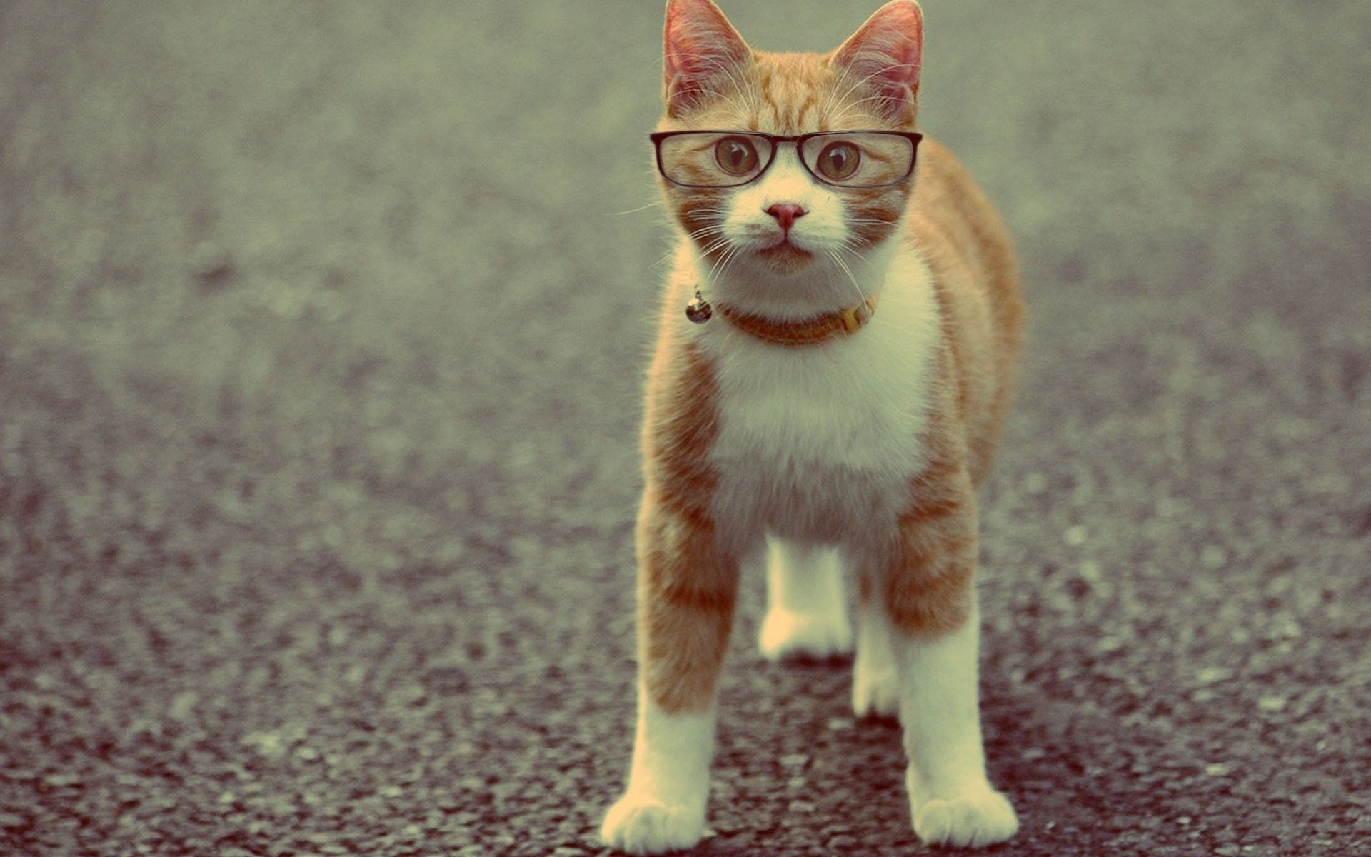 cat, Animal, Red, Collar, Glasses Wallpaper