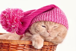 cats, Wicker, Basket, Winter, Hat, Animals