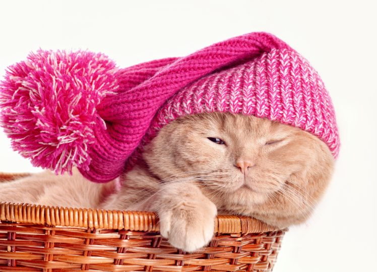cats, Wicker, Basket, Winter, Hat, Animals HD Wallpaper Desktop Background
