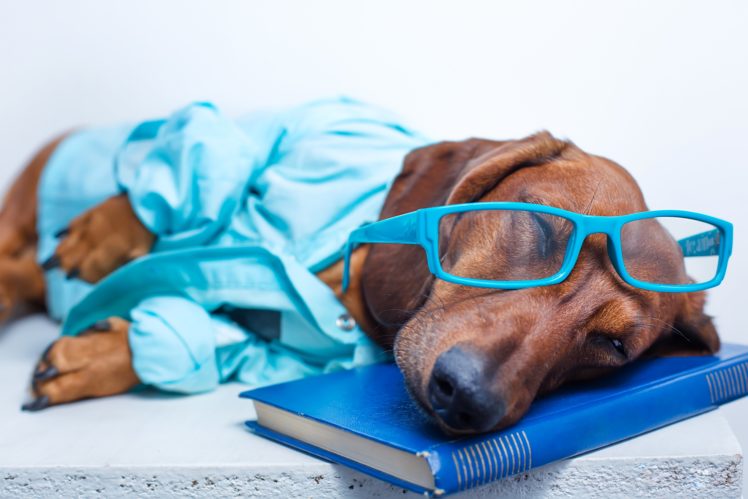 dogs, Dachshund, Glasses, Book, Sleep, Animals HD Wallpaper Desktop Background