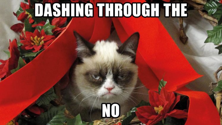 grumpy, Cat, Meme, Pictures, Humor, Funny, Cats, Christmas HD Wallpaper Desktop Background