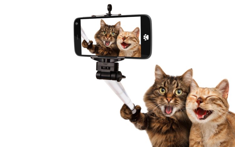 cat, Two, Smartphone, White, Background, Animals, Humor HD Wallpaper Desktop Background