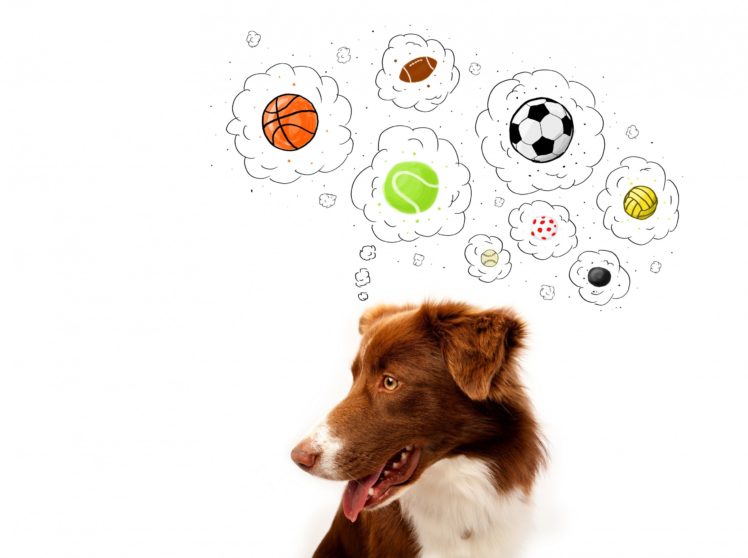 dog, Border, Collie, Ball, White HD Wallpaper Desktop Background