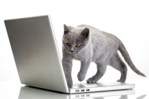 cat, Laptop, White, Background, Animals