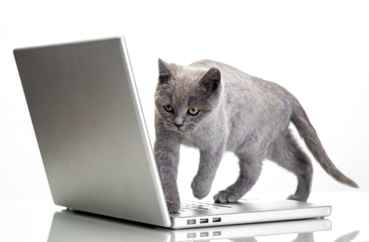 cat, Laptop, White, Background, Animals HD Wallpaper Desktop Background