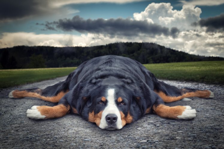 dog, Glance, Sennenhund, Animals HD Wallpaper Desktop Background