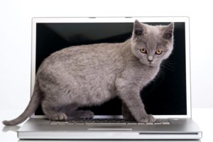 cats, White, Background, Laptop, Kitten, Animals
