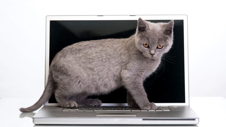 cats, White, Background, Laptop, Kitten, Animals HD Wallpaper Desktop Background