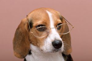 dog, Colored, Background, Puppy, Snout, Glasses, Beagle, Animals