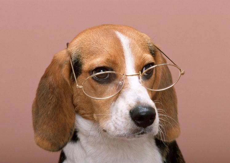 dog, Colored, Background, Puppy, Snout, Glasses, Beagle, Animals HD Wallpaper Desktop Background