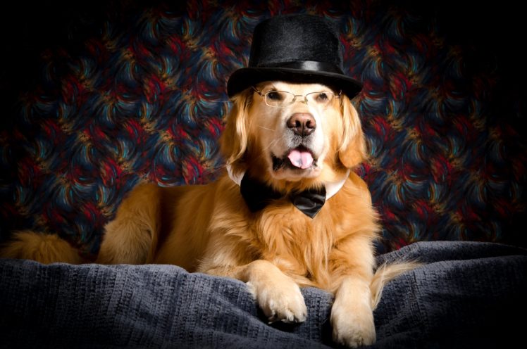 dogs, Retriever, Hat, Glasses, Glance, Animals HD Wallpaper Desktop Background