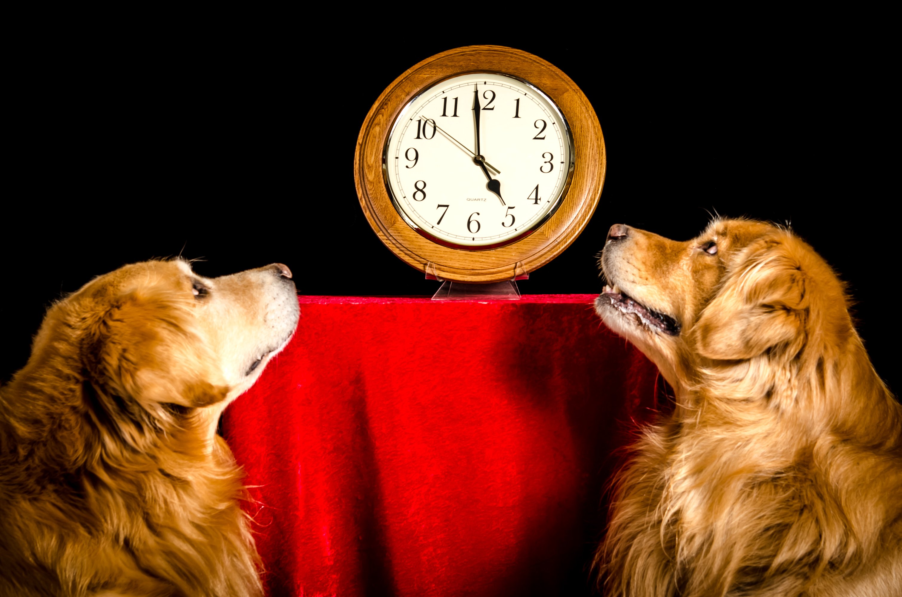 dogs, Clock, Black, Background, Retriever, Two, Animals Wallpaper