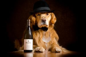 dogs, Wine, Retriever, Hat, Bottle, Glasses, Stemware, Animals