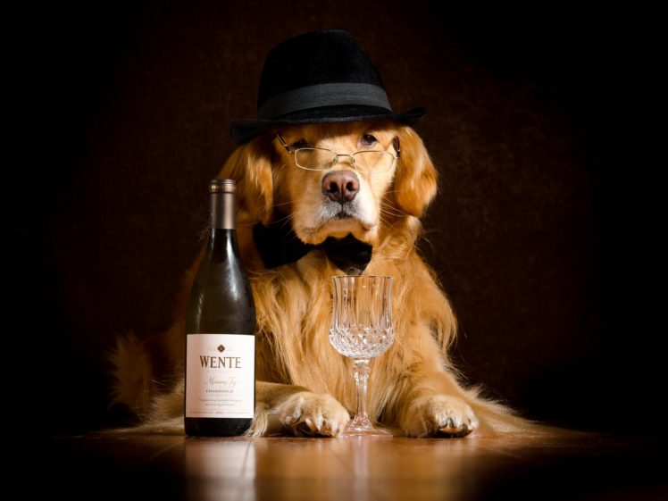 dogs, Wine, Retriever, Hat, Bottle, Glasses, Stemware, Animals HD Wallpaper Desktop Background