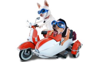 dogs, White, Background, Motorcyclist, Two, Chihuahua, Glasses, Animals, Humor