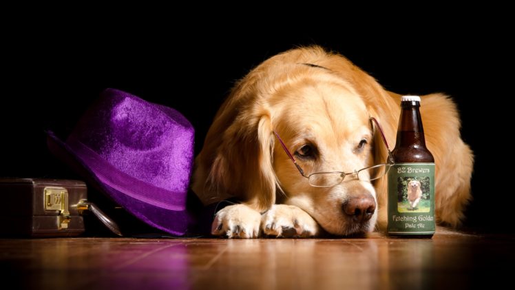 dogs, Beer, Retriever, Bottle, Glasses, Hat, Animals, Wallpapers HD Wallpaper Desktop Background