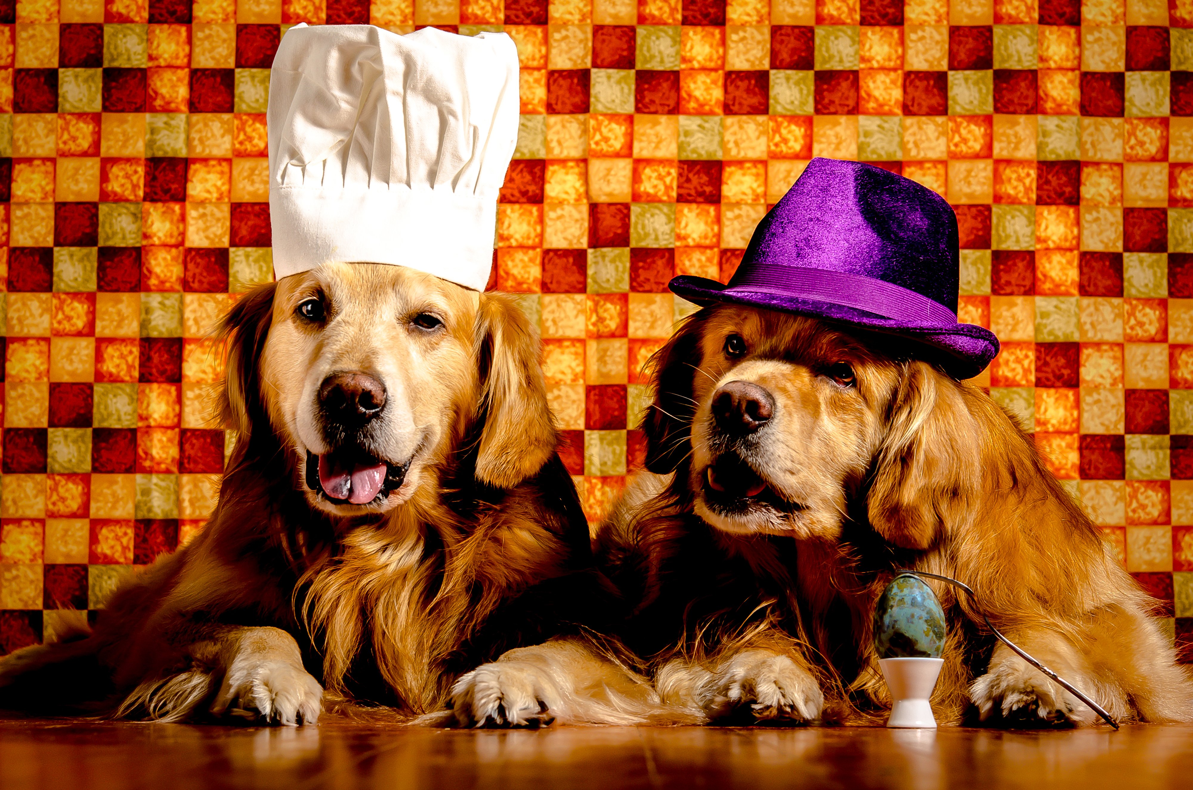 dogs, Two, Retriever, Hat, Animals, Wallpapers Wallpaper