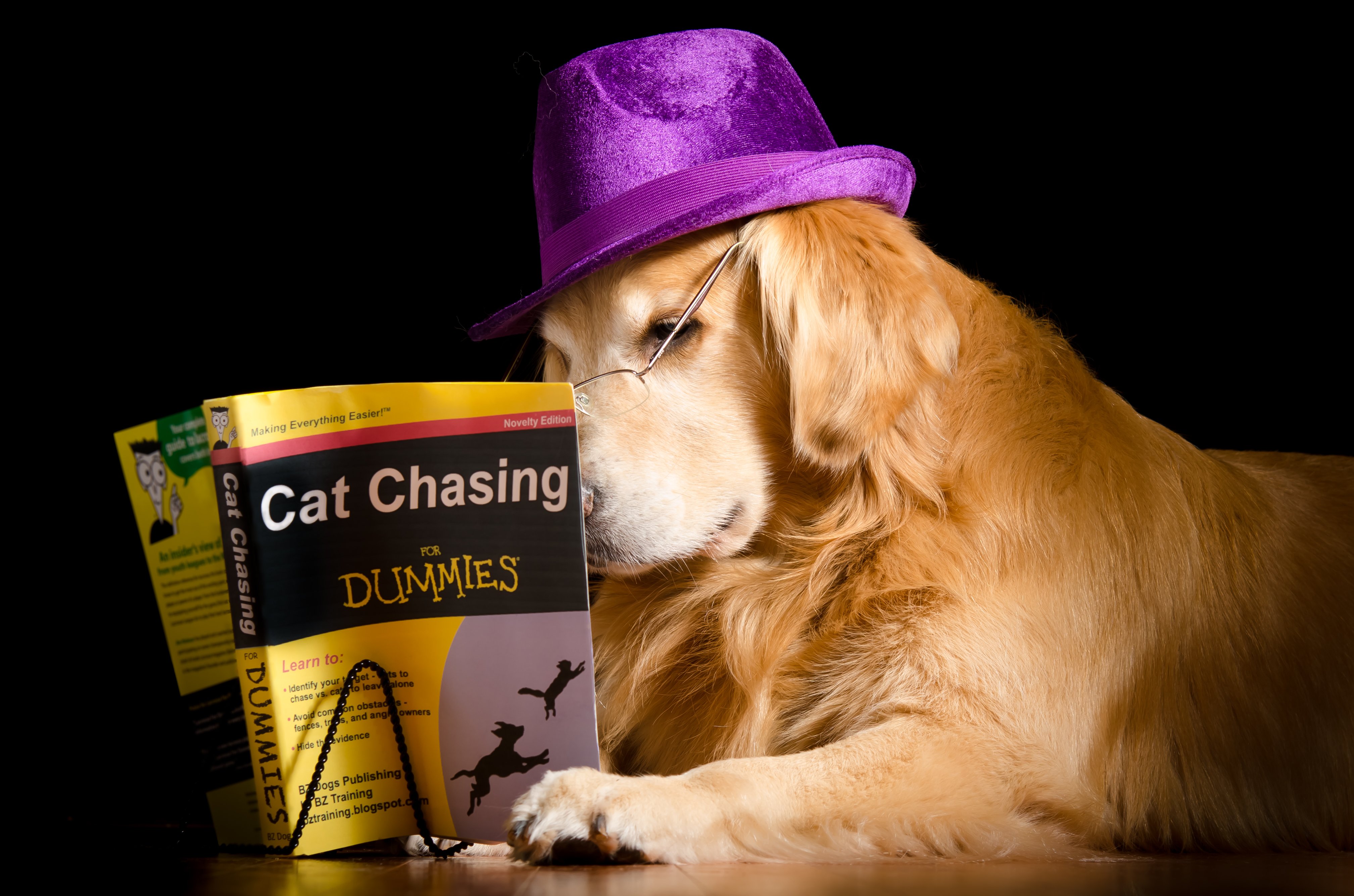 dogs, Retriever, Book, Hat, Black, Background, Animals, Humor, Wallpapers Wallpaper
