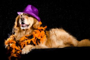 dogs, Black, Background, Retriever, Hat, Glance, Animals, Wallpapers
