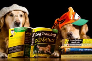 dogs, Two, Retriever, Baseball, Cap, Book, Glasses, Animals, Humor, Wallpapers