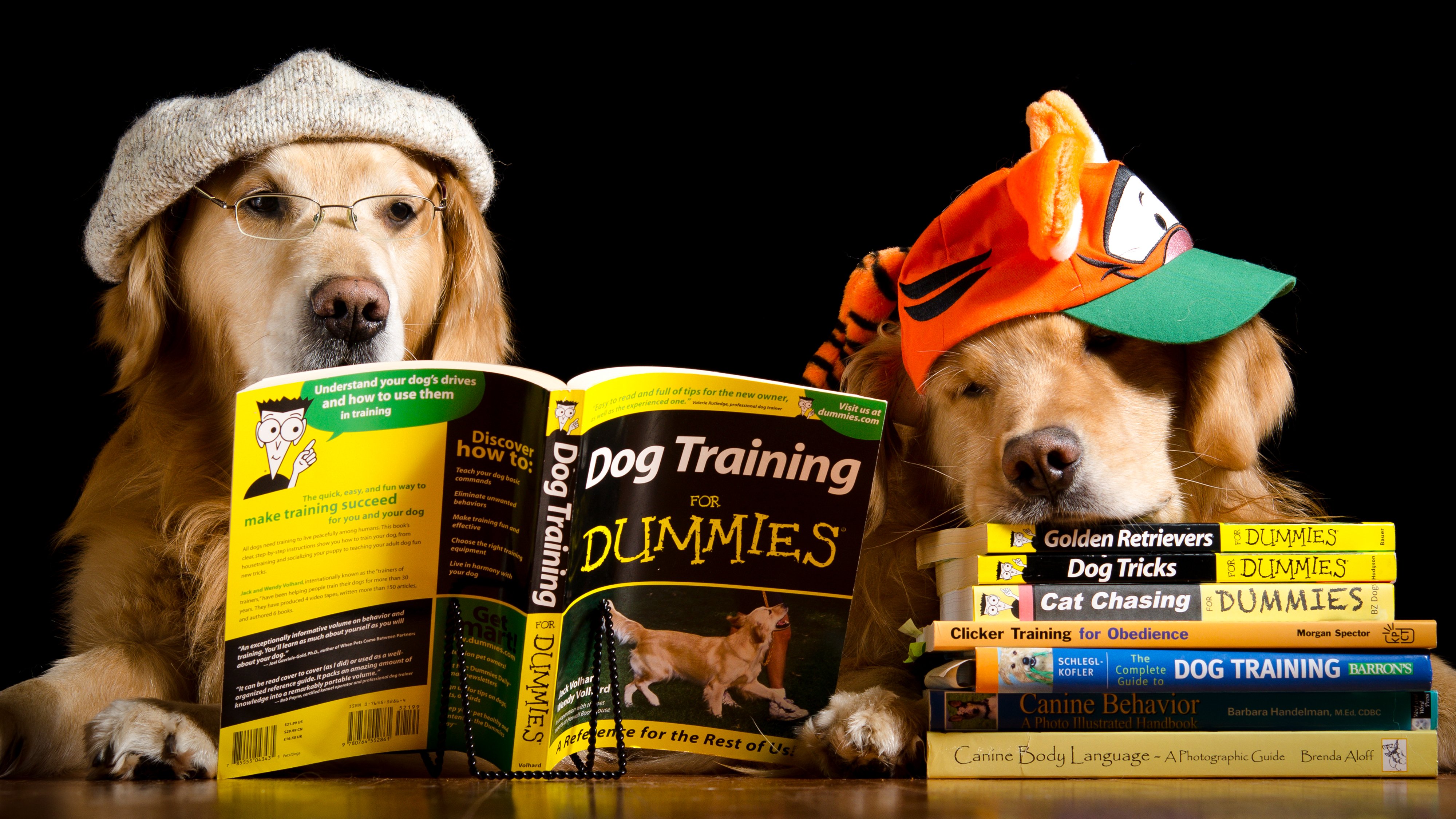 dogs, Two, Retriever, Baseball, Cap, Book, Glasses, Animals, Humor, Wallpapers Wallpaper