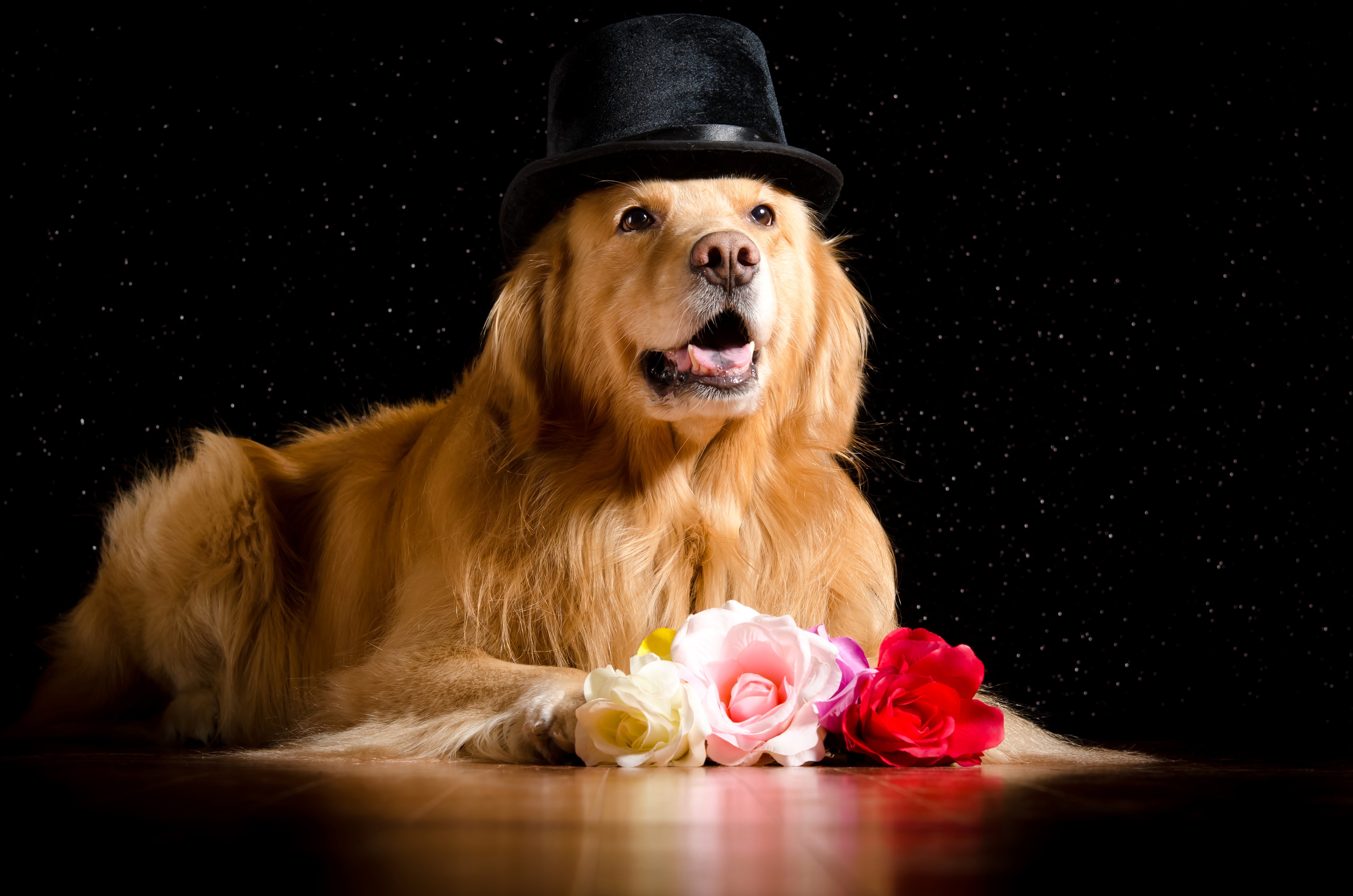 dogs, Roses, Retriever, Hat, Glance, Black, Background, Animals, Wallpapers Wallpaper