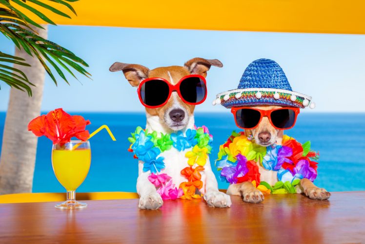 dogs, Juice, Two, Jack, Russell, Terrier, Chihuahua, Glasses, Hat ...