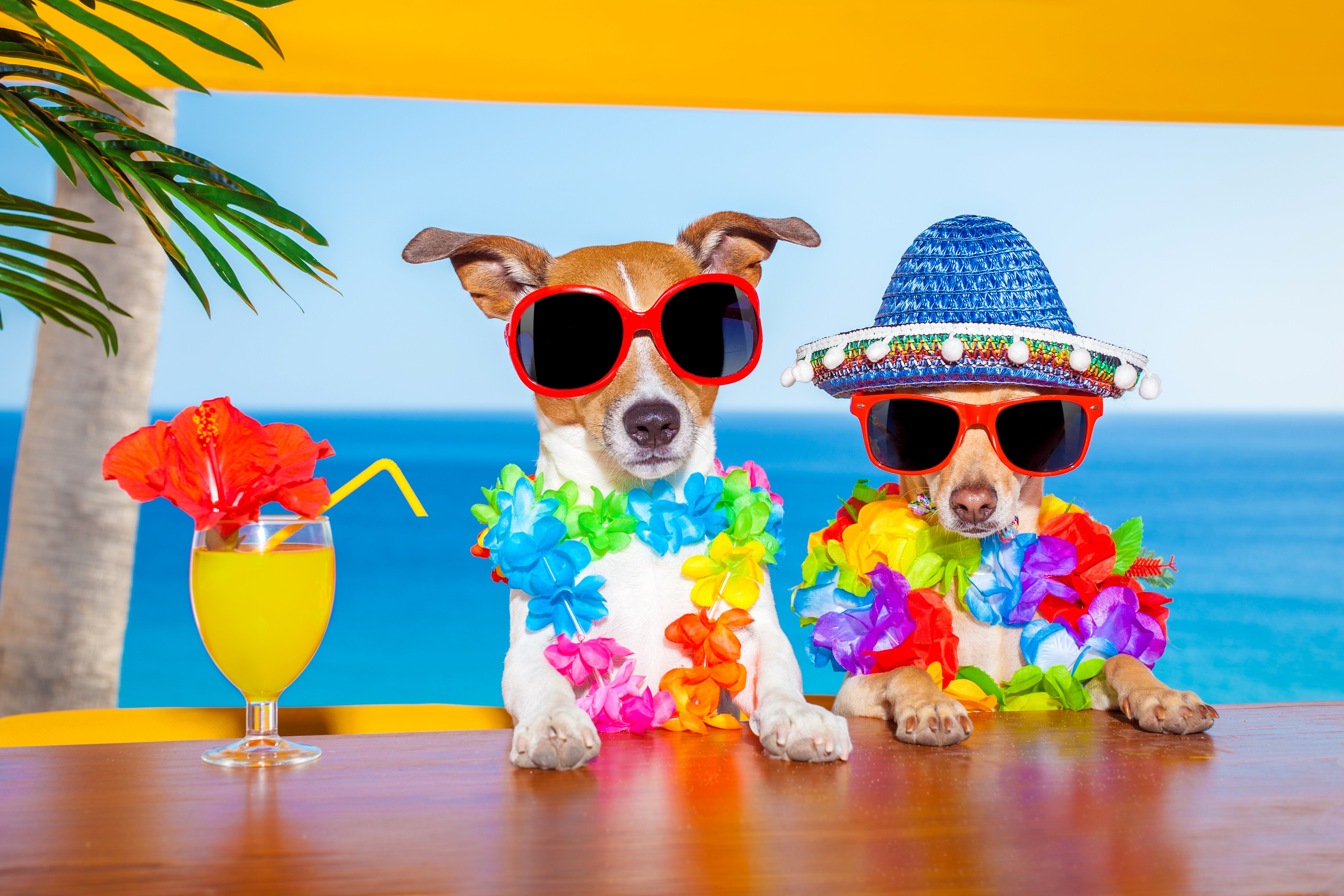 dogs, Juice, Two, Jack, Russell, Terrier, Chihuahua, Glasses, Hat, Stemware, Animals, Humor, Wallpapers Wallpaper