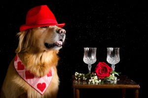 dogs, Roses, Retriever, Hat, Two, Stemware, Heart, Black, Background, Animals, Wallpapers