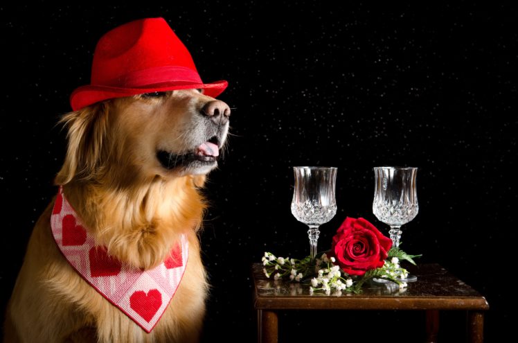 dogs, Roses, Retriever, Hat, Two, Stemware, Heart, Black, Background, Animals, Wallpapers HD Wallpaper Desktop Background