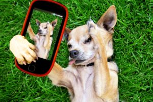 dogs, Chihuahua, Smartphone, Grass, Animals, Wallpapers
