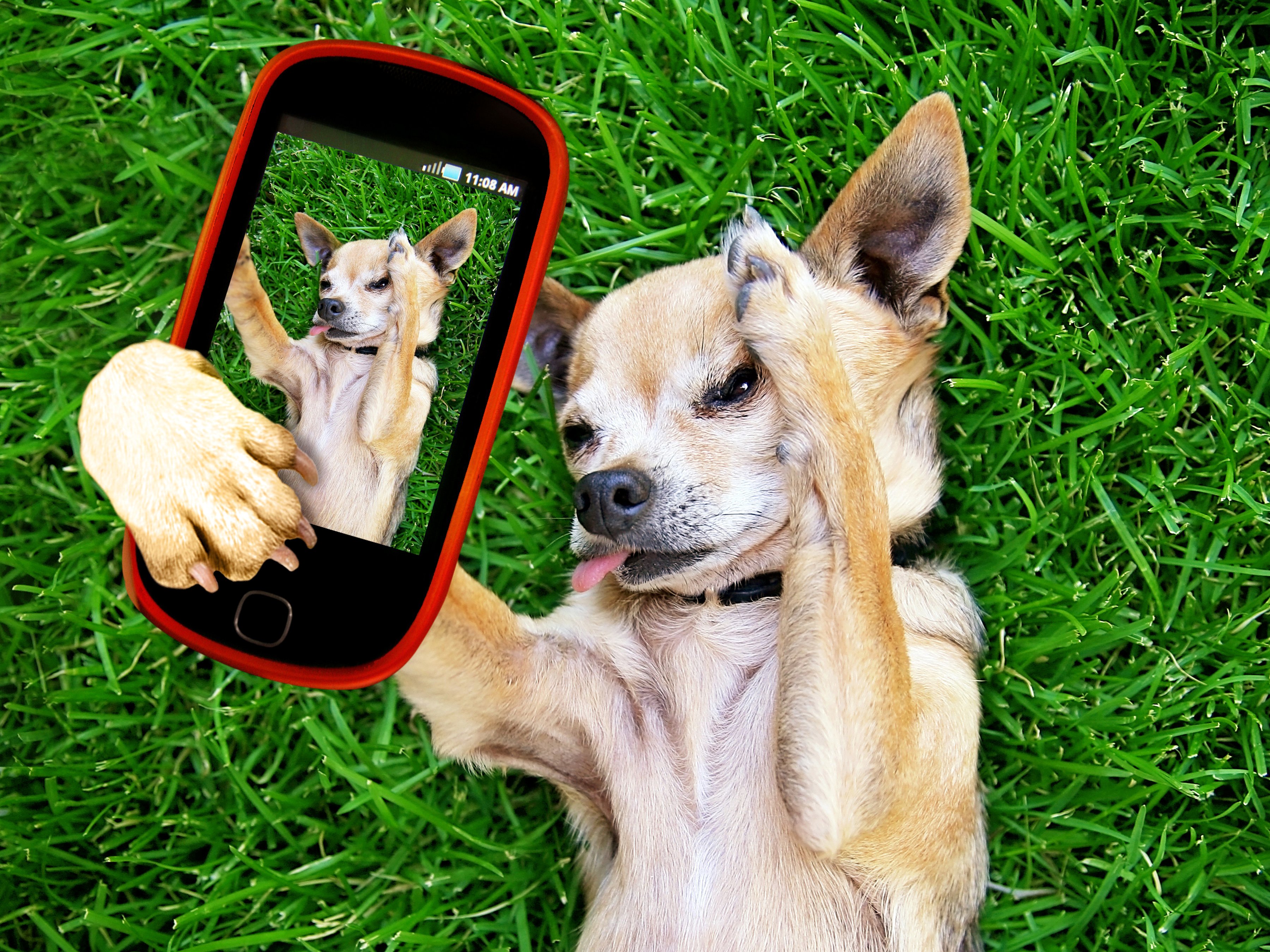 dogs, Chihuahua, Smartphone, Grass, Animals, Wallpapers Wallpaper