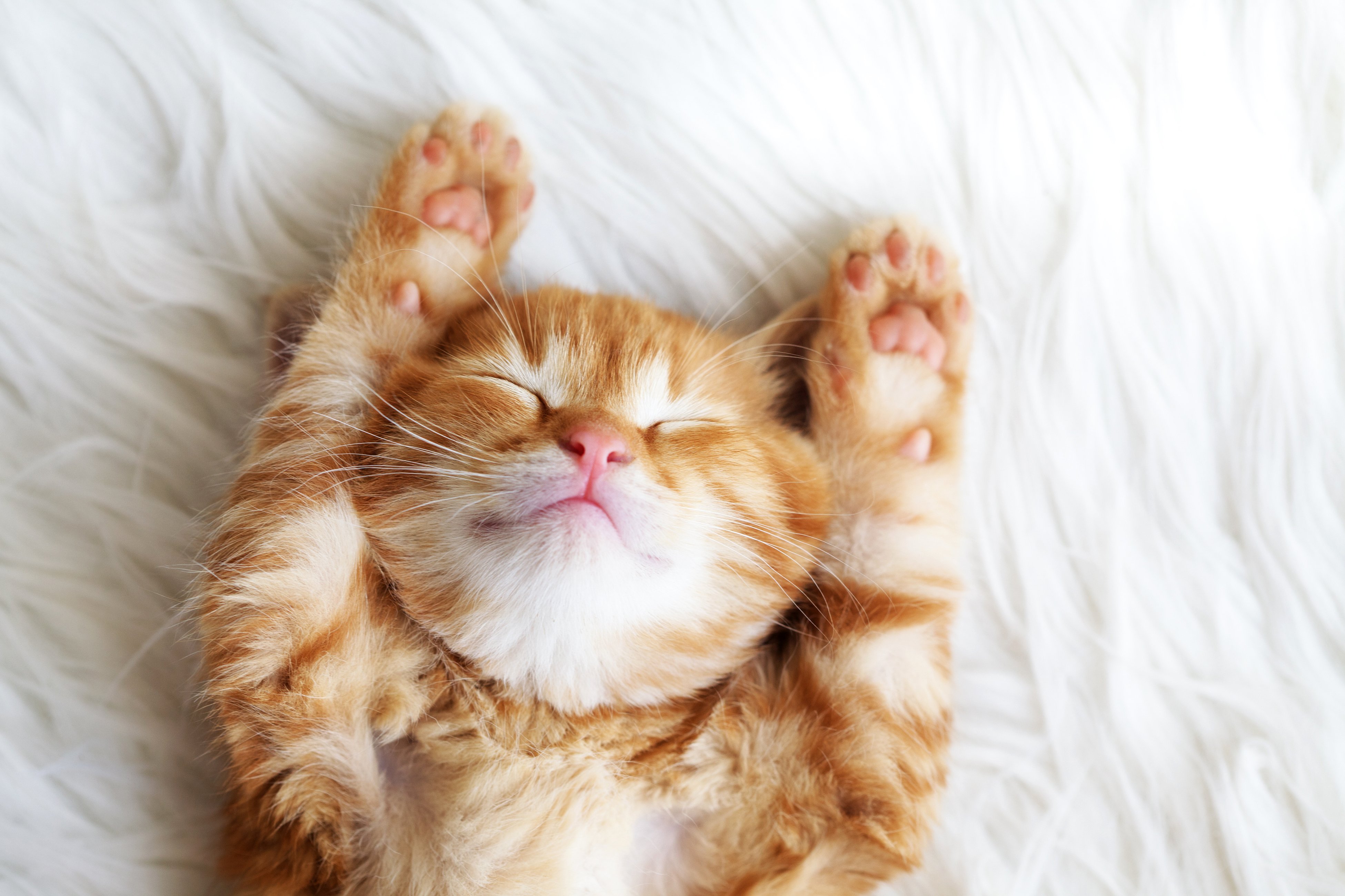 cats, Kittens, Ginger, Color, Sleep, Animals, Wallpapers Wallpaper