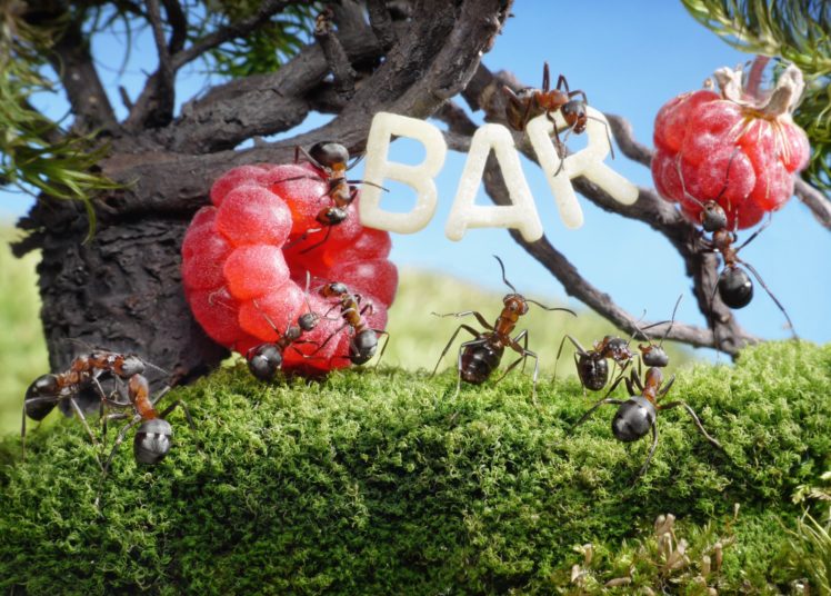 ants, Raspberry, Closeup, Bar, Animals, Wallpapers HD Wallpaper Desktop Background