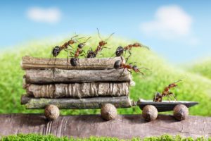ants, Closeup, Branches, Animals, Wallpapers