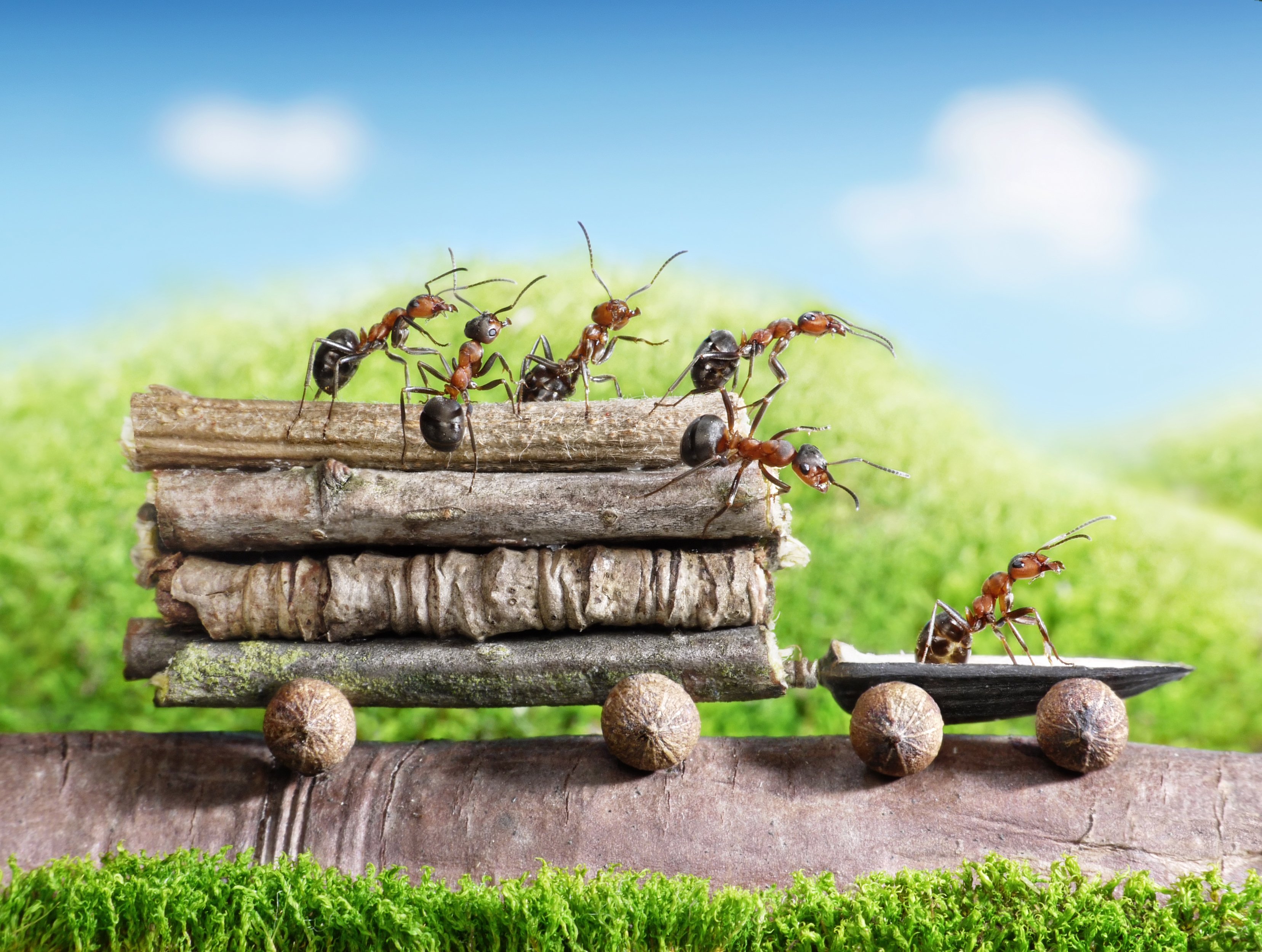 ants, Closeup, Branches, Animals, Wallpapers Wallpaper