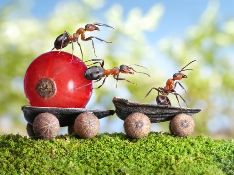 ants, Berry, Closeup, Currant, Animals, Wallpapers HD Wallpaper Desktop Background