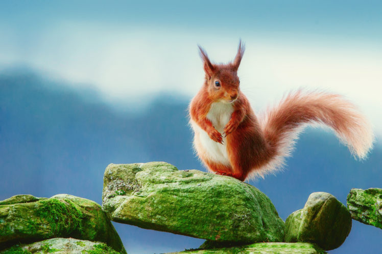 rodents, Squirrels, Stones, Ginger, Color, Tail, Moss, Animals HD Wallpaper Desktop Background