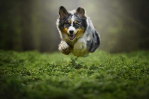 dog, Flying, Animals, Pet, Plants, Jumping, Australian, Shepard
