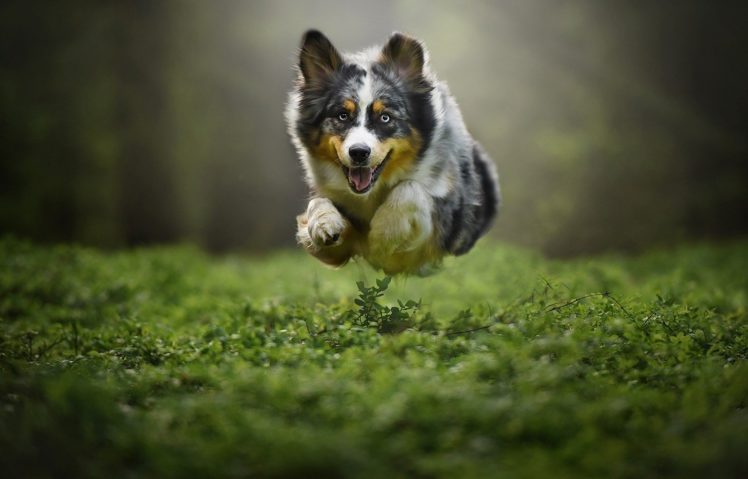 dog, Flying, Animals, Pet, Plants, Jumping, Australian, Shepard HD Wallpaper Desktop Background