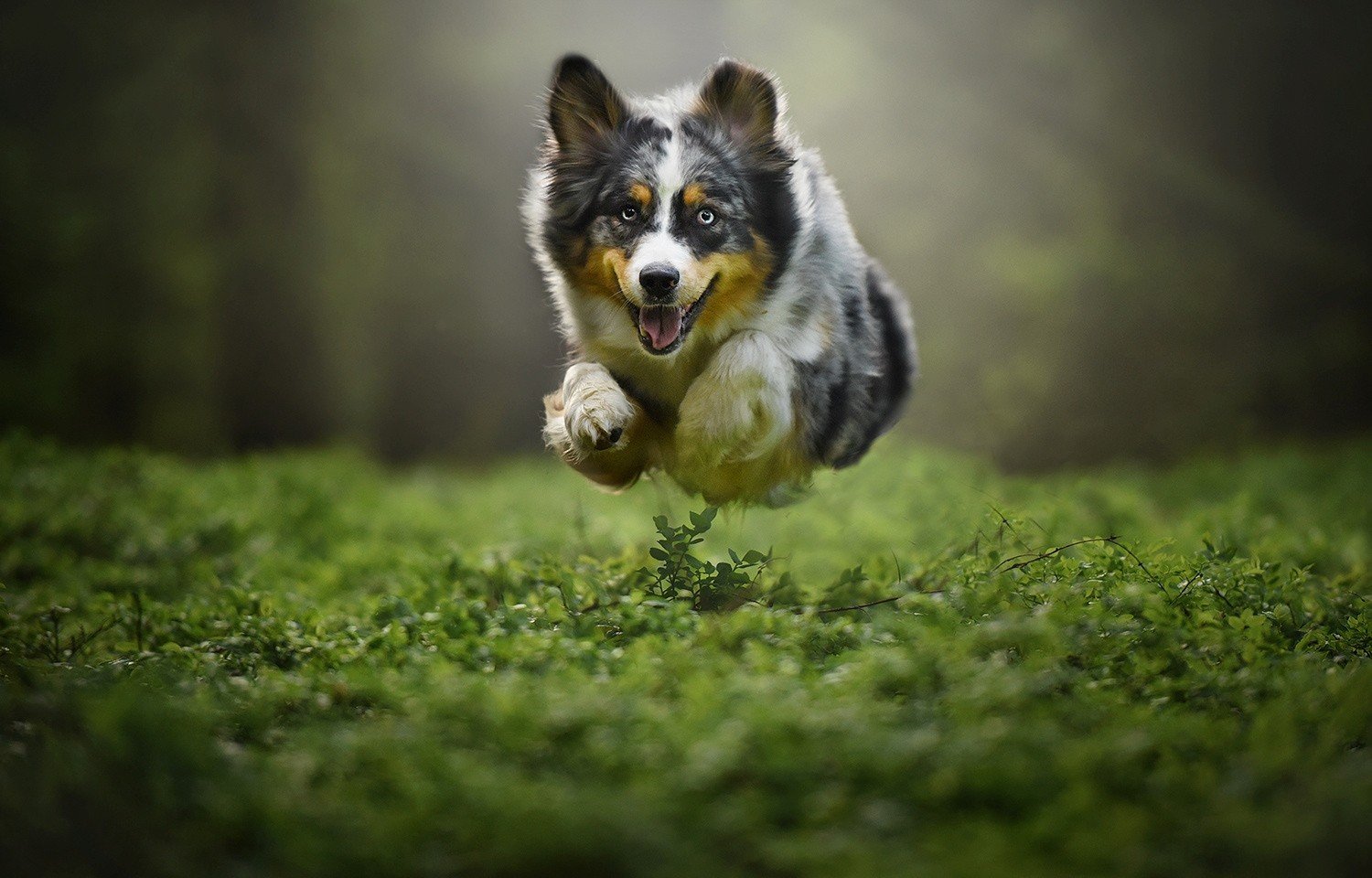dog, Flying, Animals, Pet, Plants, Jumping, Australian, Shepard Wallpaper