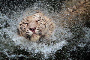 cats, Tigers, Water, Drops, Head, Wet, Animals, Tiger, Cat, Drops, Humor