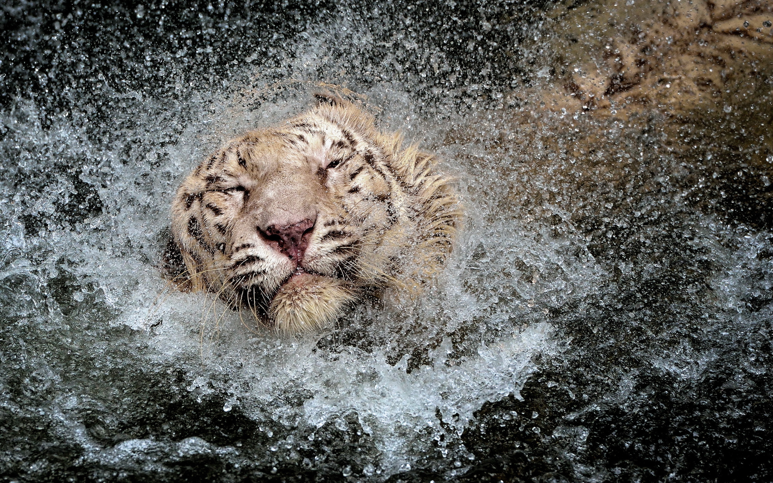 cats, Tigers, Water, Drops, Head, Wet, Animals, Tiger, Cat, Drops, Humor Wallpaper