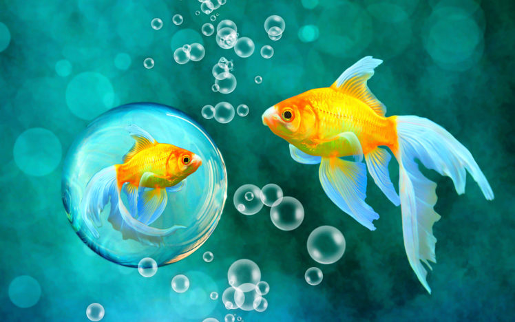bubbles, Goldfish, Blue, Bokeh, Sea, Fish, Fishes, Underwater, Water, Gold HD Wallpaper Desktop Background